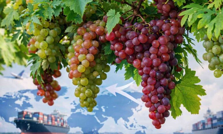 صادرات مصر من العنب