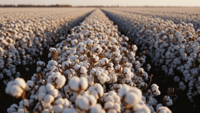 توقعات سعر سهم العربية لخليج الأقطان 2026